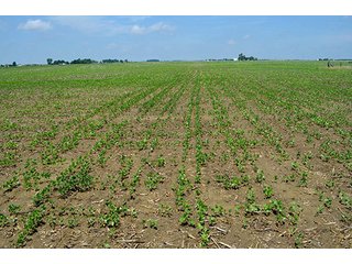 Property photo 37 - LAND AUCTION - 700+/- ACRES OFFERED IN 16 TRACTS IN ALLEN COUNTY, INDIANA